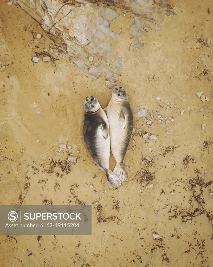 Aerial view of California Sea Lions, Point Reyes National Seashore, California, United States.