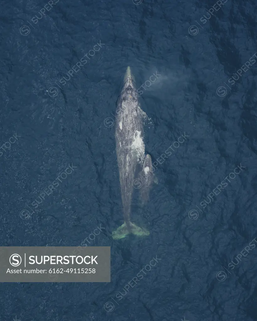 Aerial view of a blue whale and its baby, near Pigeon Point Light Station, California, United States.