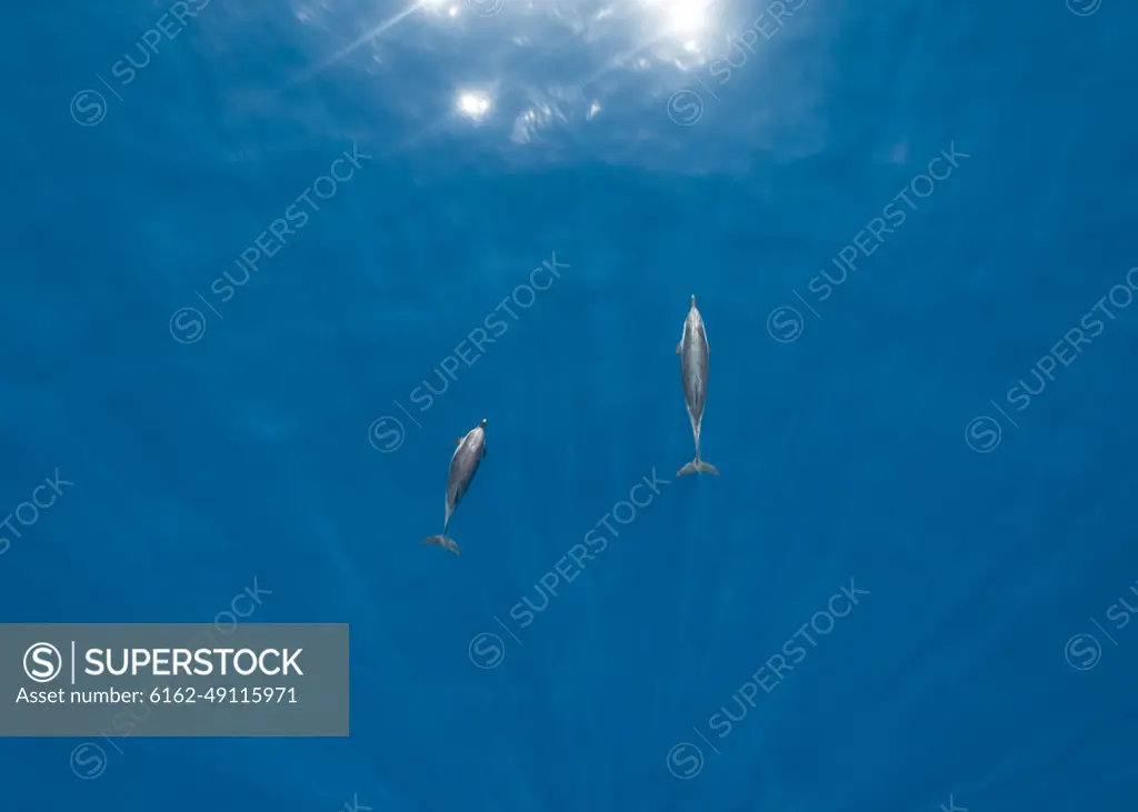 Aerial view of few dolphin swimming in the Mediterranean Sea off the Spanish coasts. Spain.