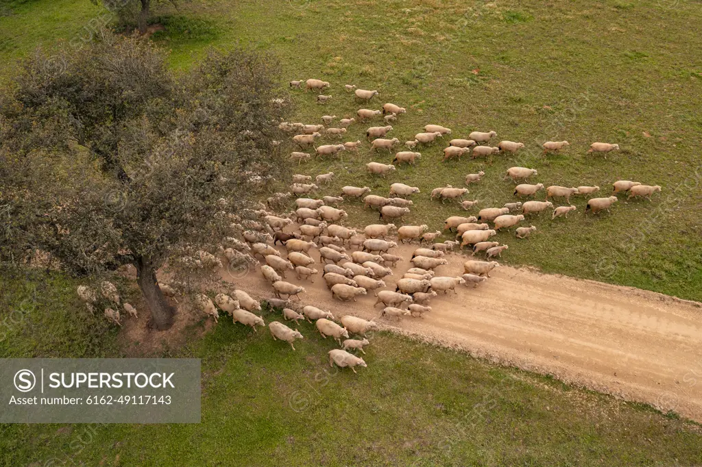 Aerial view of a flock of sheep in Albernoa countryside, Beja, Portugal.