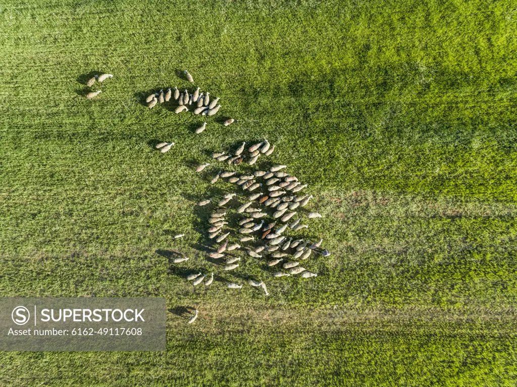 Aerial view of a shepherd and grazing flock of sheep at beautiful Karditsa region, Greece