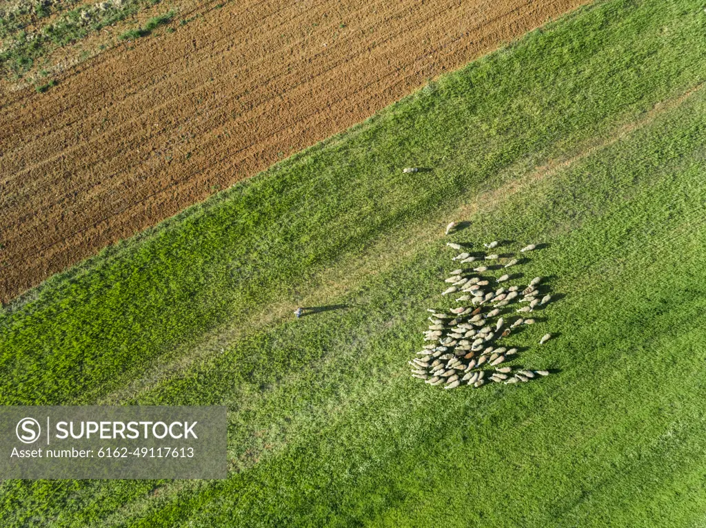 Aerial view of a shepherd and grazing flock of sheep at beautiful Karditsa region, Greece