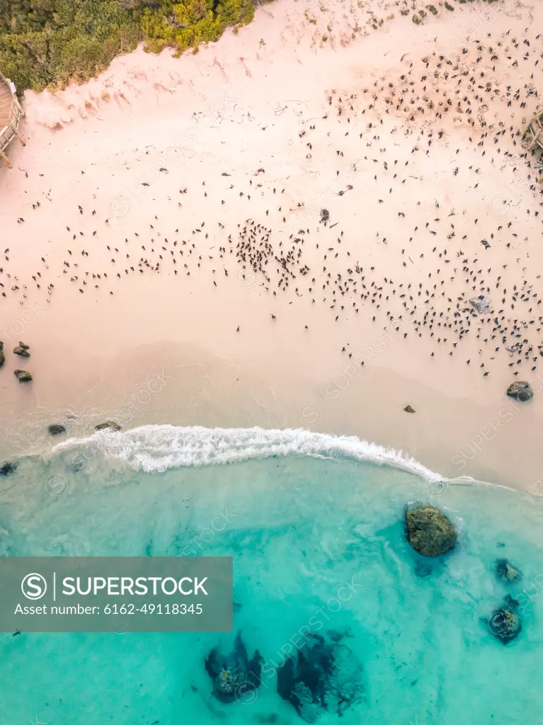 Aerial view of natural reserve penguins watching at Foxy Beach, South Africa.