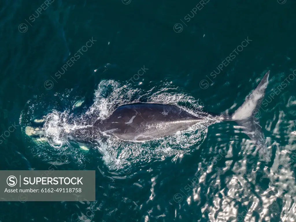 Aerial view of southern right whale, Eubalaena australis, from above over blue Atlantic Ocean in Cape Town, South Africa