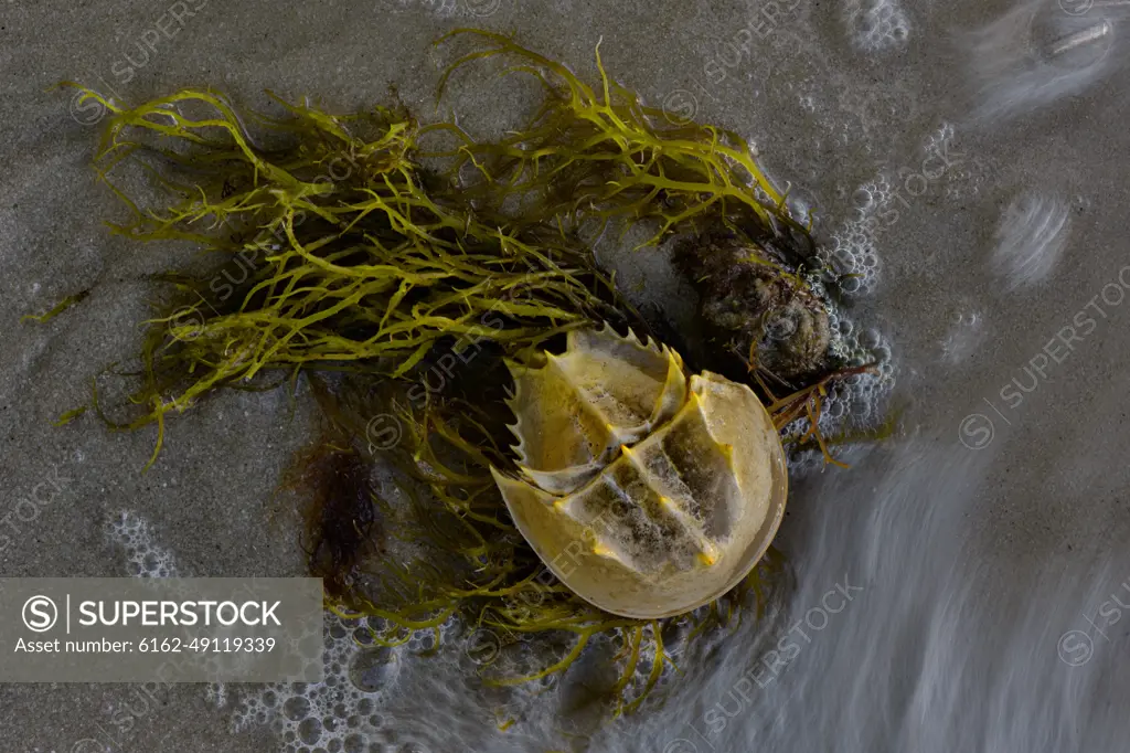 View of an Atlantic horseshoe crab (Limulus Polyphemus) along Indian River Lagoon shoreline, Sebastian, Florida, United States.