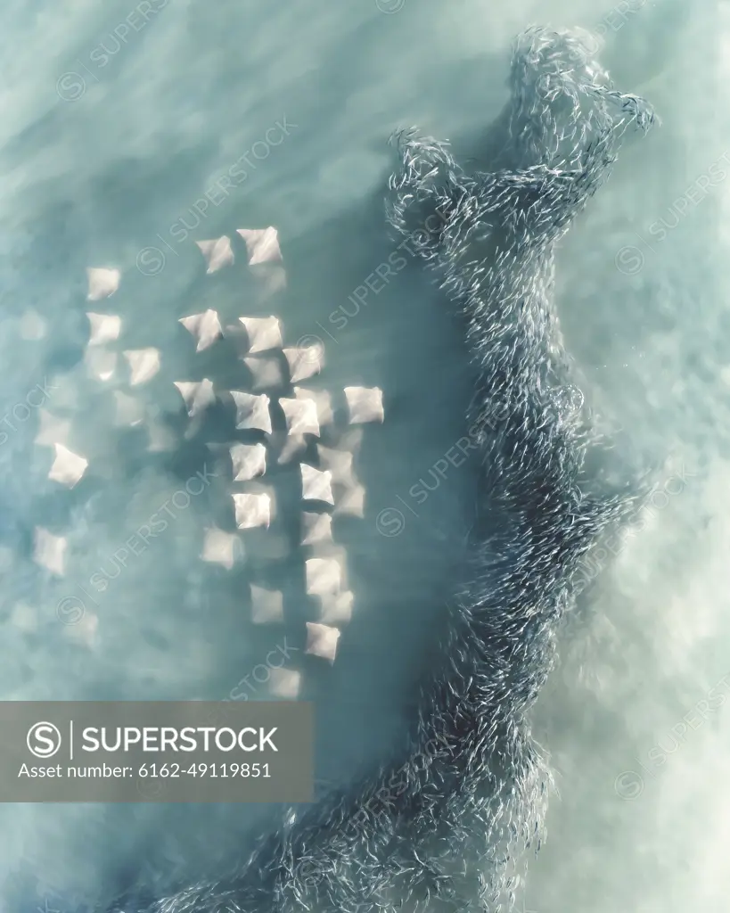 Aerial view of Manta Rays swimming in open waters with a shoal of fish along the coral reef, Australia.