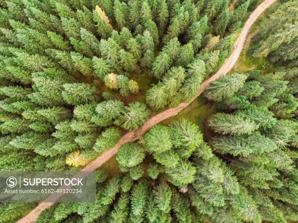 Aerial view above countryside road crossing pine forest in Slovenia.