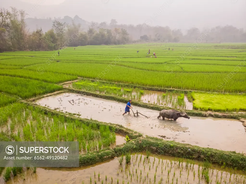 Aerial view of people working in farm together with animals, beautiful view of rice plantation field in Luang Prabang District, Laos.