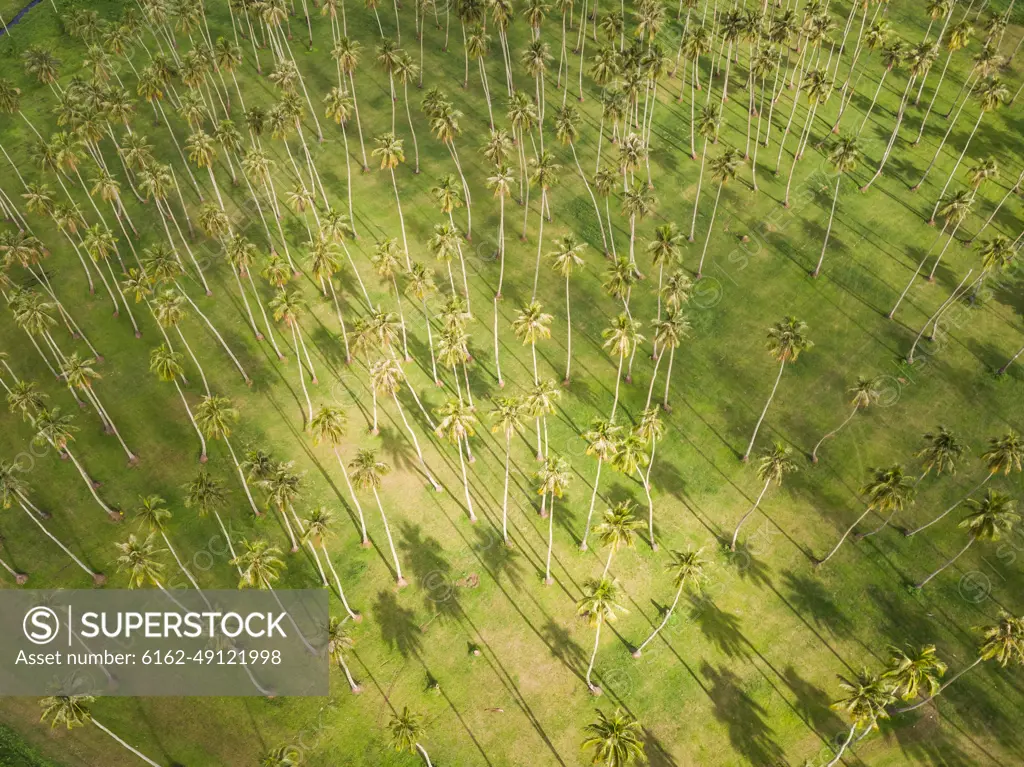 Aerial view of a forest of palm trees on Tahiti coast, French Polynesia.