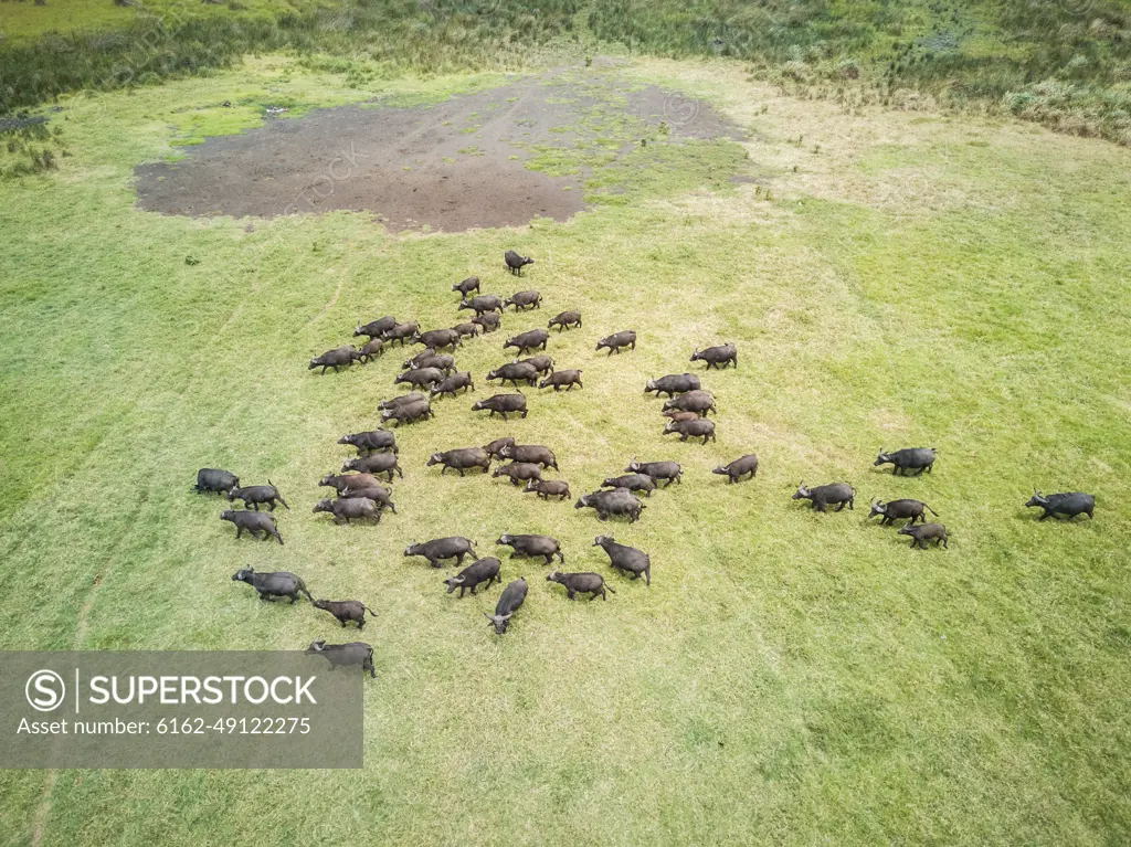 Aerial view of a buffalo herd in Tanzania.