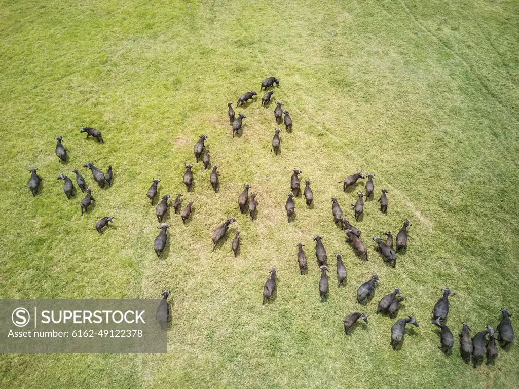 Aerial view of a buffalo herd in Tanzania.