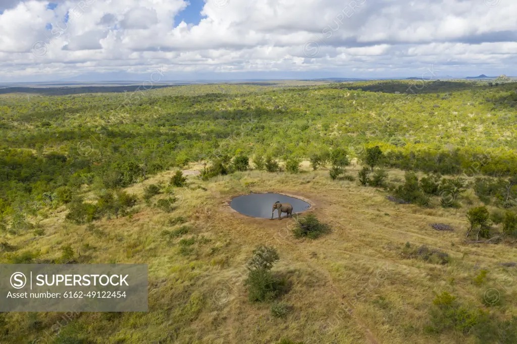 Aerial View of an elephant near a lake at Balule Nature Reserve, Maruleng NU, Limpopo, South Africa.