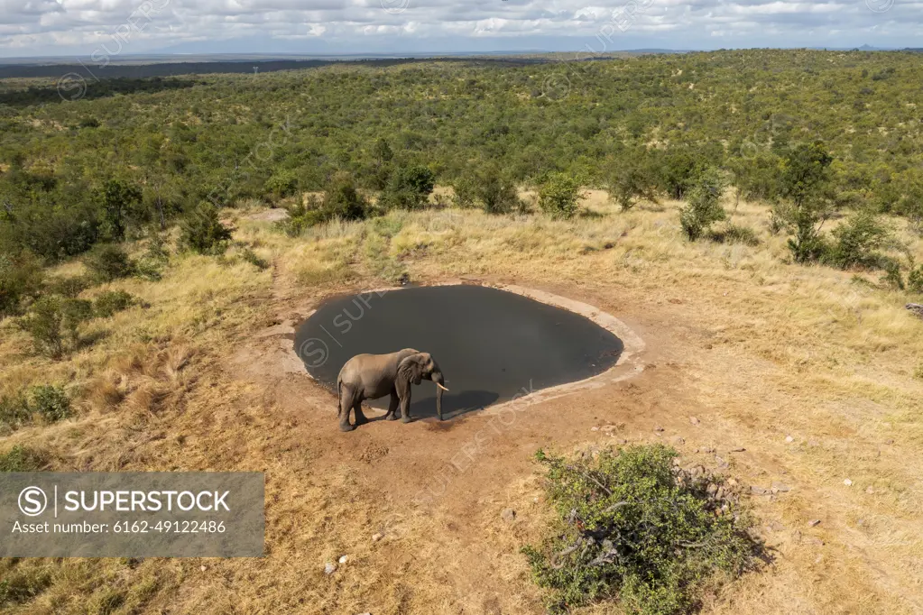 Aerial View of an elephant near a lake at Balule Nature Reserve, Maruleng NU, Limpopo, South Africa.