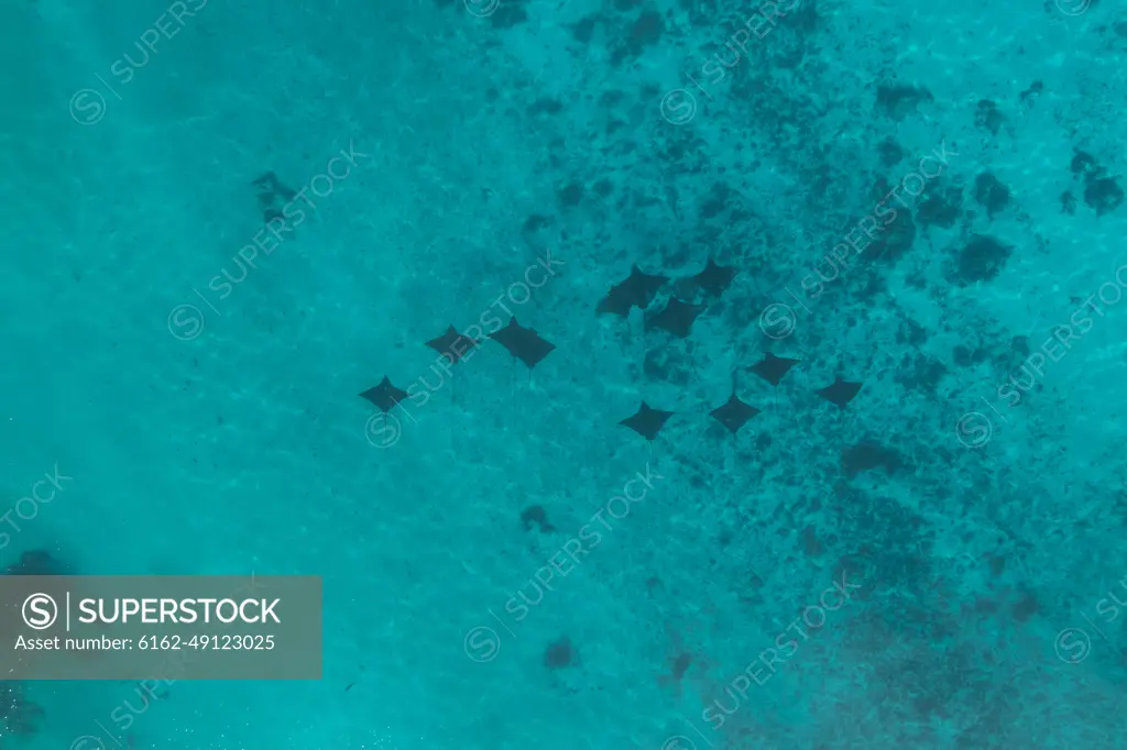 Aerial view of mantas swimming along the coast near Hauru beach, Moorea, French Polynesia.