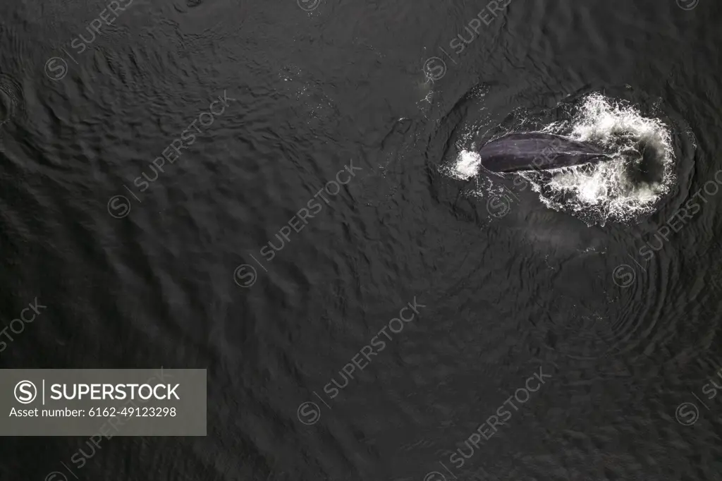 Aerial view of Killer Whales along the coast in Broad Bay, Unalaska, Alaska, United States.