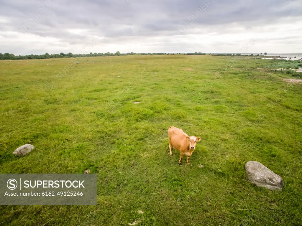 Aerial view of a cow alone in the meadow in Estonia.