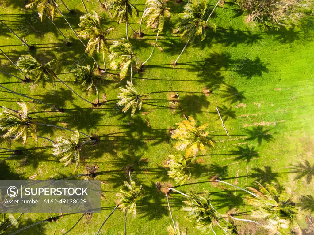 Aerial view of coconut palm trees, Papara, Tahiti, French Polynesia