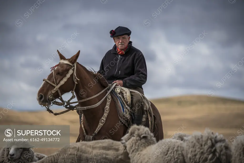 Punta Arenas, Chile - 06 February 2019: View of a typical and traditional Gaucho with his sheep herd in Patagonia, Chile.