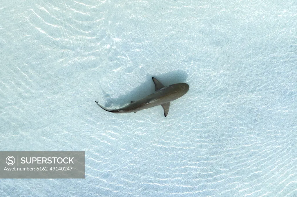 Aerial view of a shark freely swimming in open water.