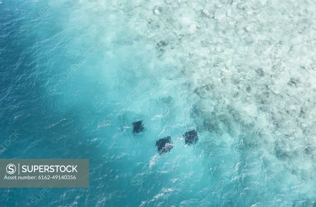 Aerial view of three Manta rays feeding in Hanifaru Bay, Biosphere Reserve, Maldives.