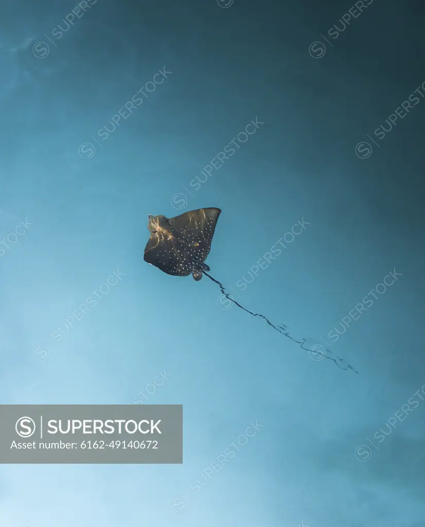 Aerial view of a Manta Ray in open water.