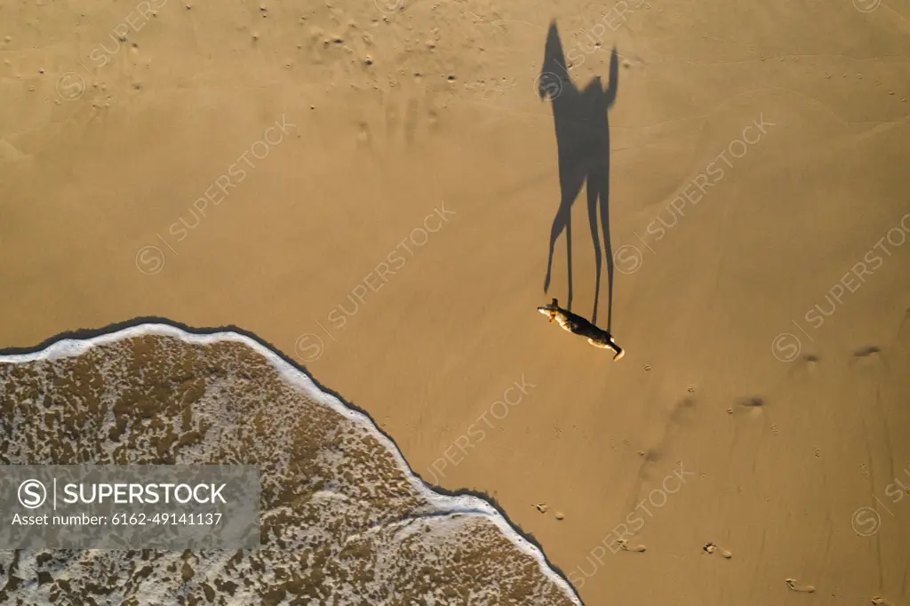 Aerial top down view of dog on the beach in Hiriketiya, Sri Lanka.