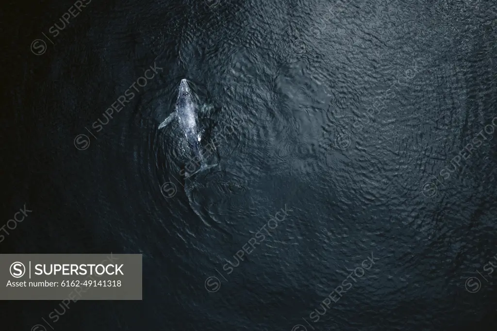 Aerial view of baby humpback whale in Pacific ocean near Baja California Sur, Mexico.