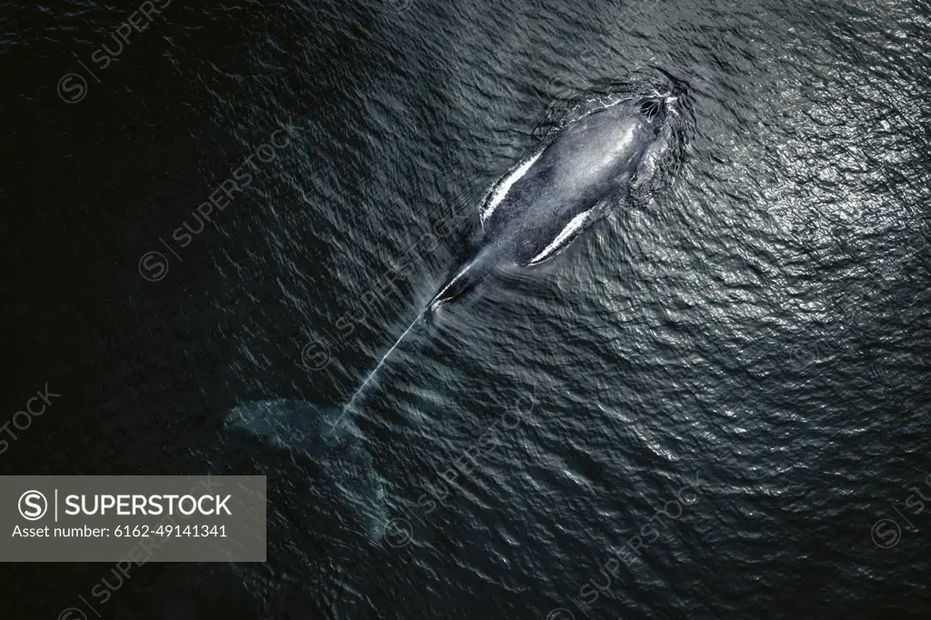 Aerial view of Gray Whale in Pacific ocean near Mexican shore, Baja California Sur, Mexico.