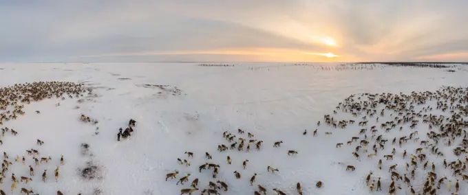 Panoramic aerial view of the deer herd of Nenets people, Yamal Peninsula, Russia