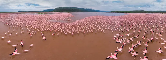 Panoramic aerial view of flamingos on Lake Bogoria, Kenya