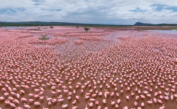 Aerial view of flamingos on Lake Bogoria, Kenya