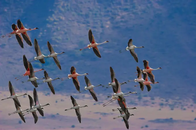 Aerial view of flamingos flying over Lake Bogoria, Kenya