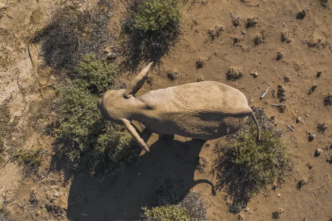 Aerial view of desert elephant in Damaraland, Namid desert, Namibia.