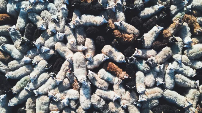 Aerial view of a group of sheep in Haganes, Iceland