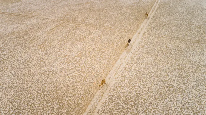 Aerial view of a group of camels walking in Mudcracks in Abu Dhabi desert, U.A.E.