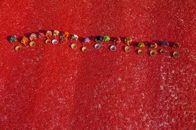 Aerial view of people working in farm, two person picking red chilli in a field near Sariakandi, Rajshahi province, Bangladesh.