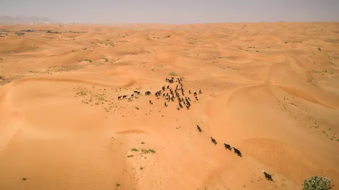 Aerial view of a group of goats walking in the desert of Sharjah, U.A.E.