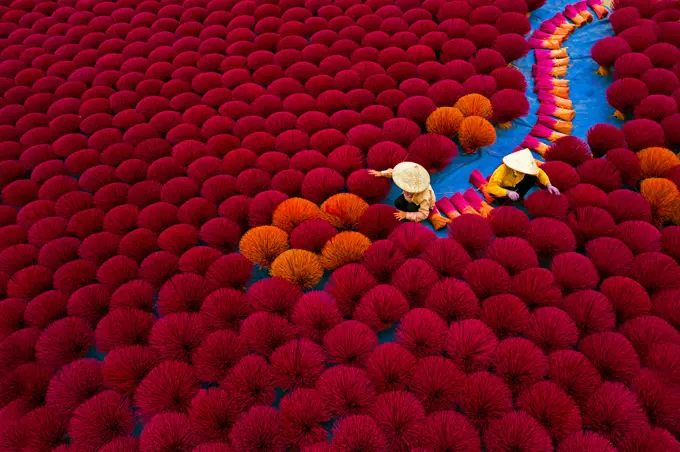 Aerial view of Vietnamese workers picking incense sticks from an incense field in Huyện Ứng Hòa, Hanoi, Vietnam.