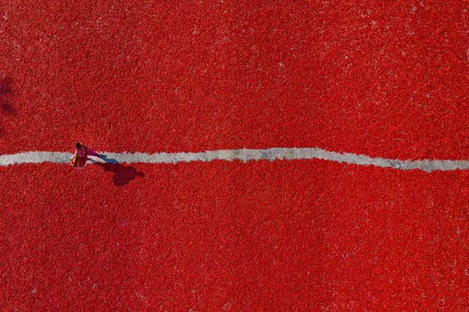 Sariakandi, Bangladesh - 29 February 2020: Aerial view of people working in a field collecting red chilli pepper, Rajshahi province, Bangladesh.