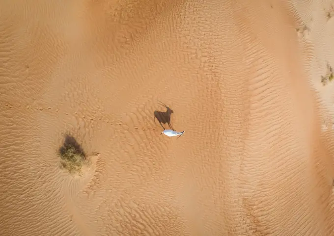 Aerial view of a single goat on desert landscape, Abu Dhabi, U.A.E