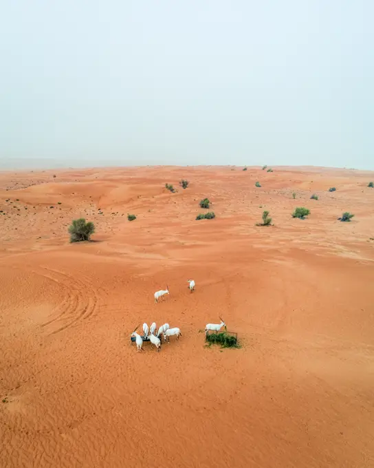 Aerial view of group of goats eating on desert landscape, Abu Dhabi, U.A.E