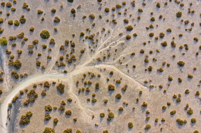 Aerial view of sand with vegetation Abu Dhabi, United Arab Emirates