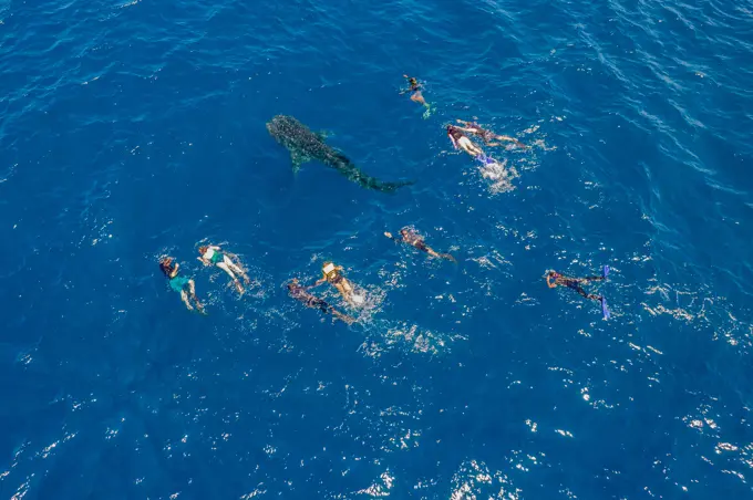 Aerial view of tourist swimming along with a baby shark in the ocean near Maamigili Island, Alif Alif, Maldives.