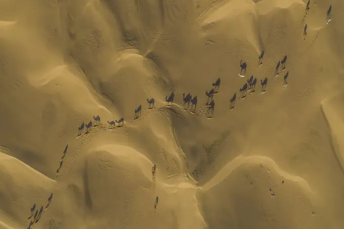 Aerial view of camels in the middle fo the desert among sand dunes, Dubai, United Arab, Emirates.