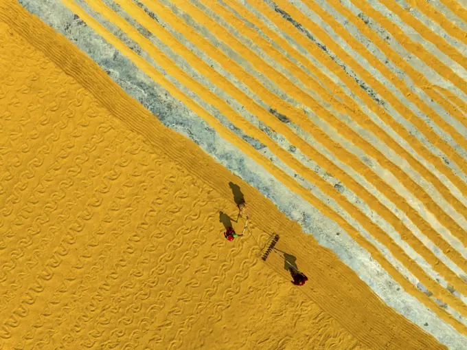 Aerial view of people working in a rice mill field, Dhamrai, Dhaka, Bangladesh.