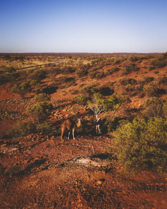 Aerial view of camels in countryside, Northern Territory, Australia.