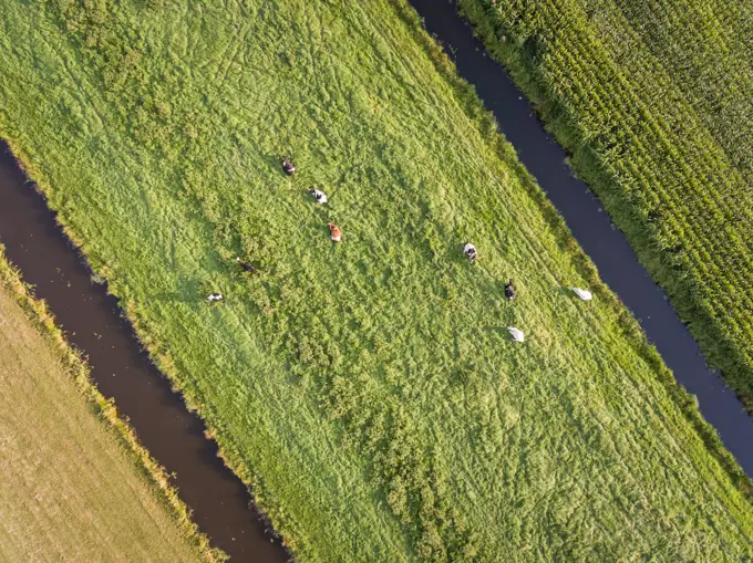 Aerial view of cows in the meadow in The Netherlands.