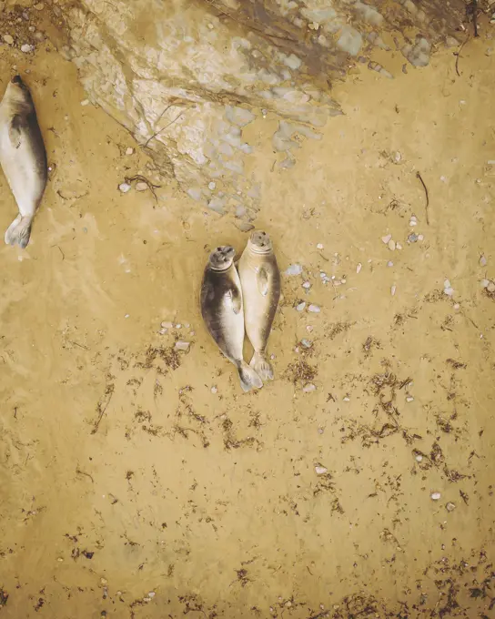 Aerial view of California Sea Lions, Point Reyes National Seashore, California, United States.