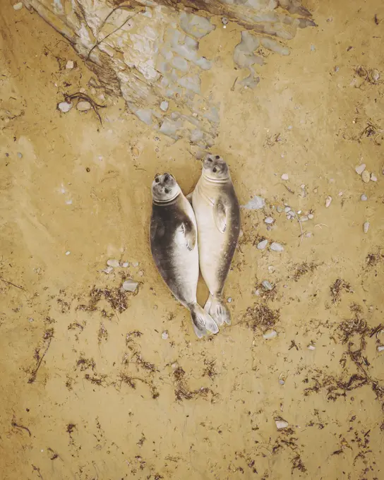 Aerial view of California Sea Lions, Point Reyes National Seashore, California, United States.