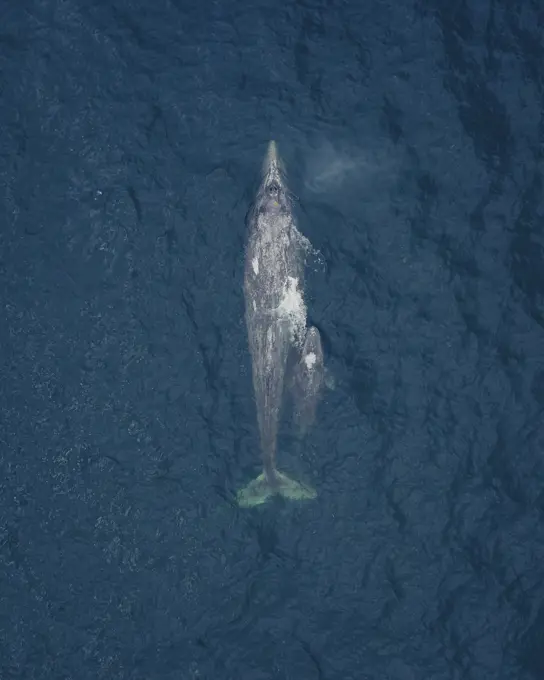 Aerial view of a blue whale and its baby, near Pigeon Point Light Station, California, United States.